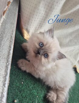 Himalaya Heilige Birma Kitten - Berlin Reinickendorf