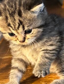 Bildhübsche Britisch Kurzhaar kitten - Dresden