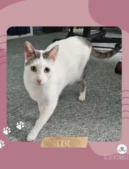Kater Eric sucht dringend ein neues Körbchen - Gronau (Leine)
