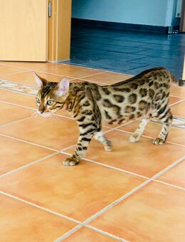 Bengal-Kater - Wilhelmshaven