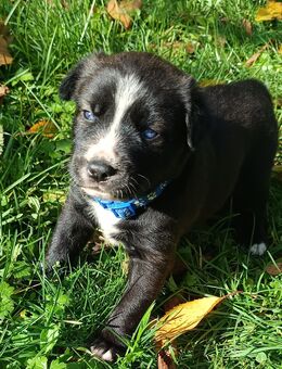 Welpen (Husky-Mischlinge) ab Dezember abgabebereit - Frankfurt (Main)