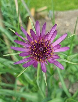Samen Haferwurzel, Purpur- Bocksbart (Tragopogon porrifolius) - Horgenzell