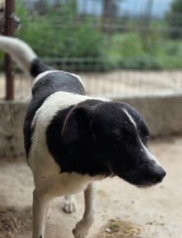 Joschi - ein Leben im Shelter - Dreikirchen