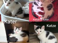 Baby Hauskatzen / Bauernhofkatzen abzugeben - Wetter (Hessen)