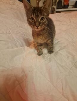 Verkaufe Katzenbaby - Wusterwitz