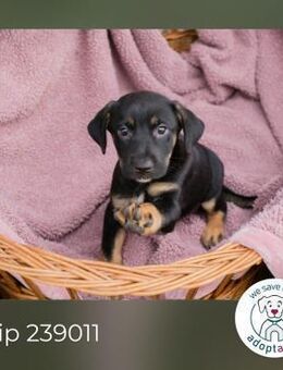 Lucy: Hundekind sucht ein Zuhause - Kirchzell