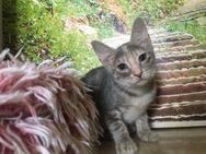 Mia aus dem Tierschutz - Grevenbroich