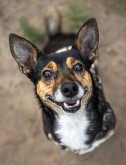 Amira - fitte Terriermix-Omi sucht dich - Chemnitz