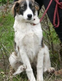 Curt ist einfach so bezaubernd + lieb! - Karben