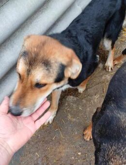 James - freundlich und unterwürfig - Dreikirchen