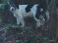 Kleinbleibende Mischlingshunde Jack Russel Terrier Mix - Thuine