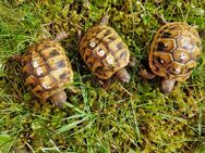 Schildkröten geschlüpft Sommer 2023 - Bad Arolsen