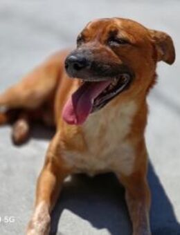 SAMMY💙 sucht seine Herzensmenschen - Fahrenzhausen