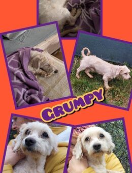 Grumpy sucht LIEBE! - Nürnberg