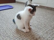 Babykatzen - Nürtingen