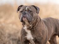 Bruno - Hemmoor