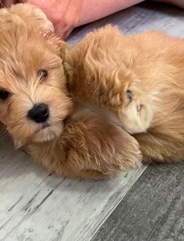 Maltipoo Mischling (R&W) - Erlensee