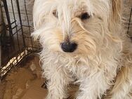 Kleiner Hund sucht großes Glück - Ludwigsburg