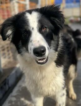 Cody sucht liebe Menschen - Neuhausen (Fildern)