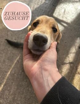 Junghund HOGAN sucht perfect match ❤️ - Saarbrücken