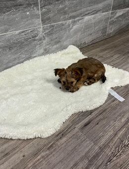 Yorkshire Terrier Chihuahua Mix Welpen ( Chorkie) - Bockenau