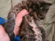 XL MAINECOON Kätzchen , BUNT, DREI FARBIG - Zahna-Elster