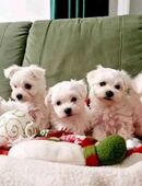Fünf bezaubernde Malteser-Welpen in 40210