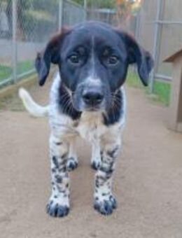 Leo: junger, herzensguter Rüde (E) - Ludwigshafen (Rhein)