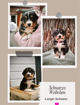 Welpen, Mischling, Appenzeller Sennenhund, Berner Sennenhund, Australien Shepard - Wittenberg (Lutherstadt) Wittenberg