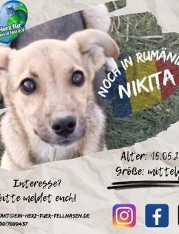 NIKITA - eine vom 4-Mäderlhaus - Waakirchen