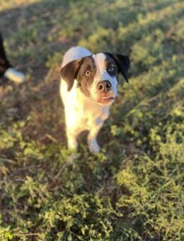 Elmi sucht liebevolles zu Hause - Brühl (Baden-Württemberg)