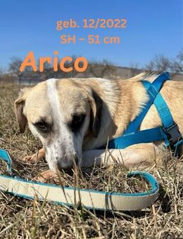 Arico, ein echter Kumpeltyp - Rinteln