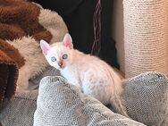 Seltene Reinrassiger snow Lynx Bengalkitten mit Stammbaum - Memmingen