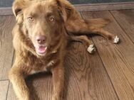 Klara, toller Hund sucht tolle Menschen - Neuburg (Donau)