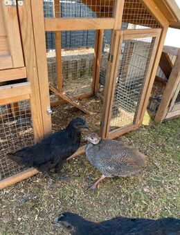 Huhn Hahn Ayam Cemani Jungtier - Dierdorf Zentrum