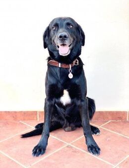 Thomas - bildschöner Rüde - Kropp