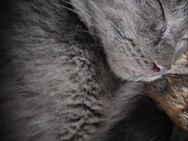 Mainecoon Mix Kitten - Berge (Brandenburg)