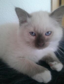 REINRASSIGE HEILIGE BIRMA KITTEN SOFORT ABGABEBEREIT - Mehrstetten