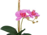 Kunstorchidee Orchidee Phalaenopsis, Creativ green, Höhe 50 cm, mit dauerhafter Blütenpracht