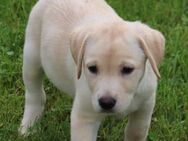 süße kleine Labrador Welpen - Altengottern