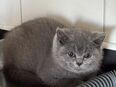 Britisch Kurzhaar Katzen in 66706