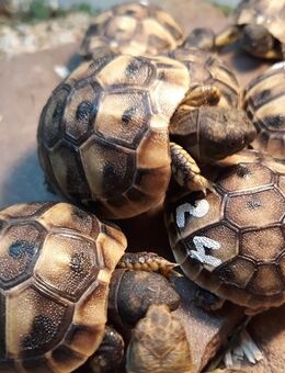 Vierzehenlandschildkröten/Steppenschildkröten - Bodenwerder (Münchhausenstadt)