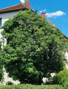 Erwecken Sie dieses Kleinod zum Leben - Dresden