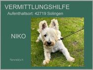 NIKO - Alter gemeinsam genießen - Overath