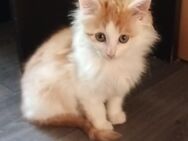 5 Maincoon Mixe suchen Personal - Arnsberg