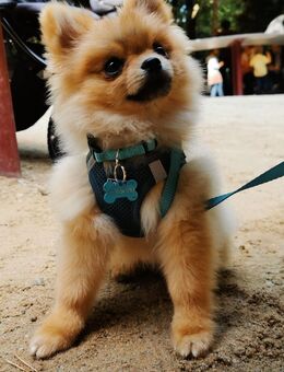 Mini Pomeranian Rüde Simba - Limbach-Oberfrohna