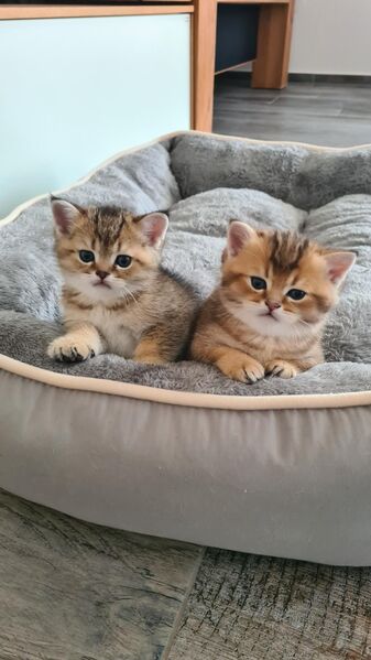 Wunderschöne Britisch Kurzhaar Kitten - Burgkirchen (Alz)