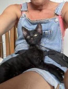 Samson - kleiner Schmusekater - Idstein