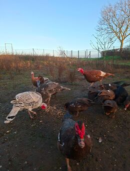 Puten zu verkaufen - Hückelhoven