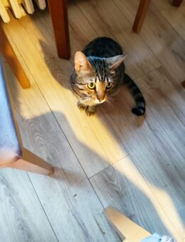 Kater - Mönchengladbach